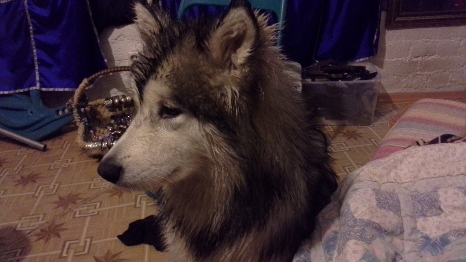 Hope for the strength of Peekaboo - My, Lost, Dog, Alaskan Malamute, A loss, Longpost, Help, Search, Saint Petersburg