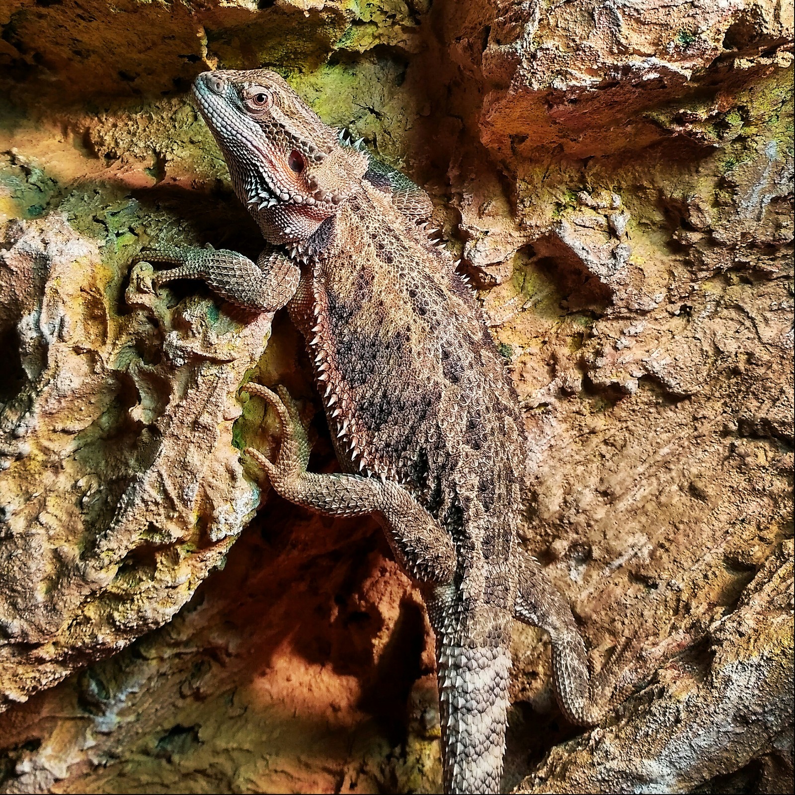 ninja disguise - My, Bearded dragon, Agama, Terrarium, Terrariumistics, Lizard, Reptiles