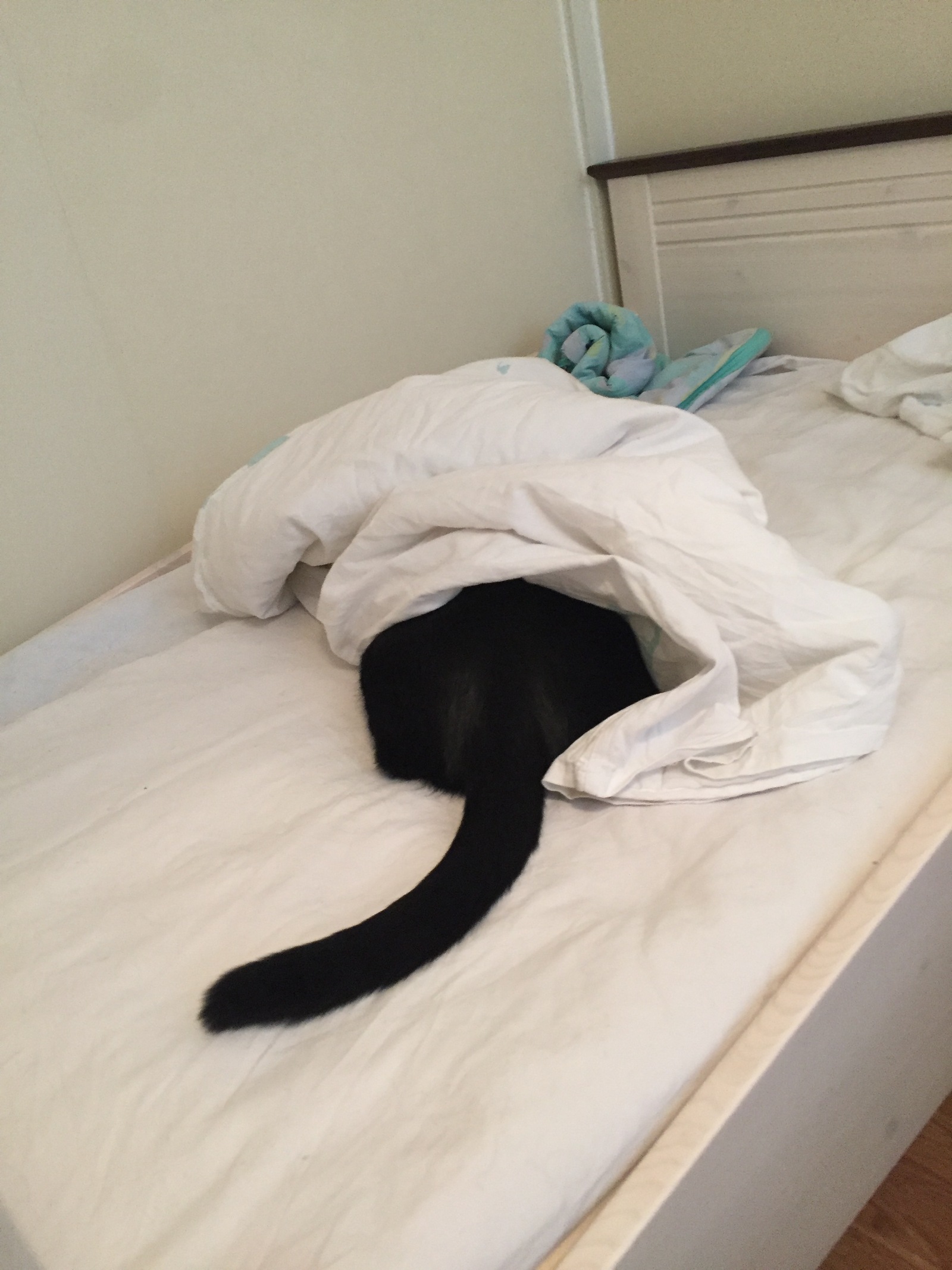Котик спрятался под одеялом