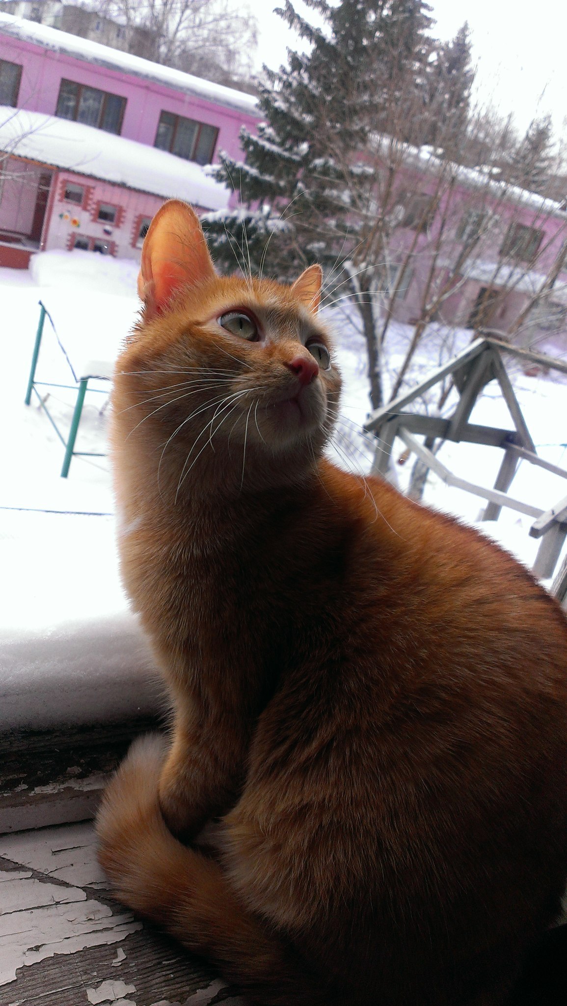 I took a picture of a cat - My, cat, The photo, Winter, Mobile photography, Accident