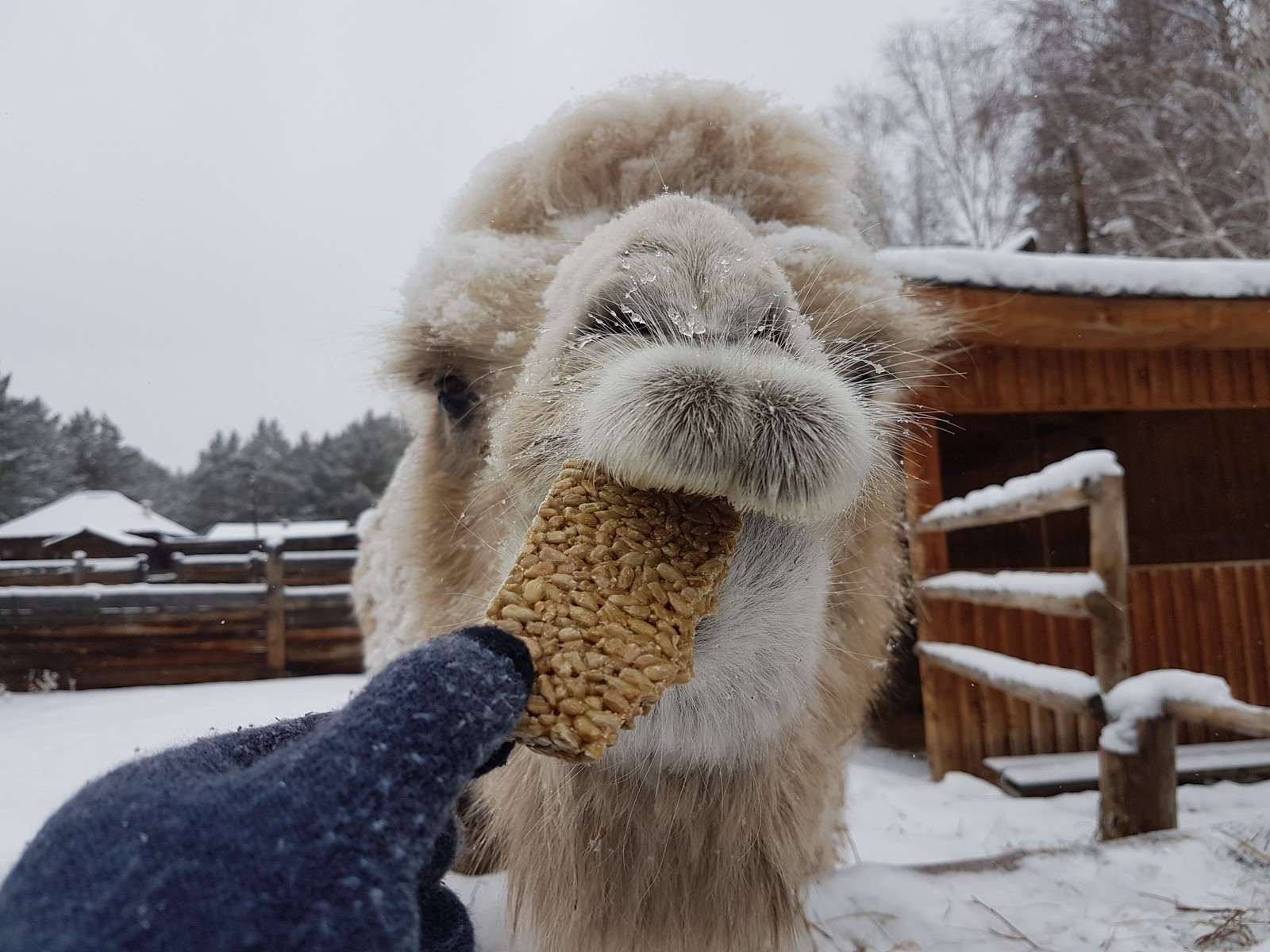 Meet the Camel of Light) - My, The photo, Animals, Camels