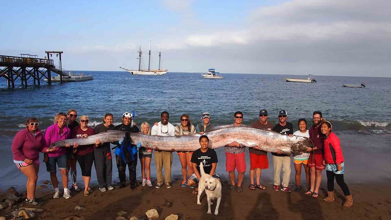 Giant oarfish caught in the Philippines - Giants, A fish, news, Philippines