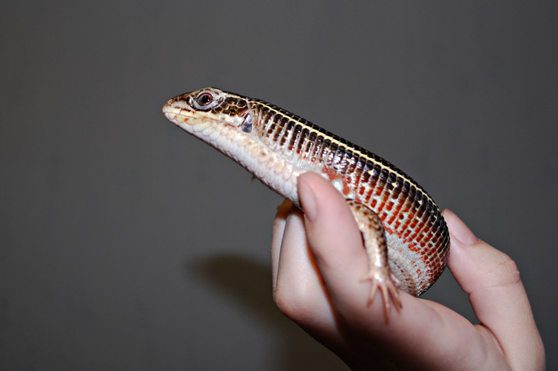 How I accidentally bought a rare lizard - My, Animals, Reptiles, Lizard, The photo, Longpost, , Exotarium