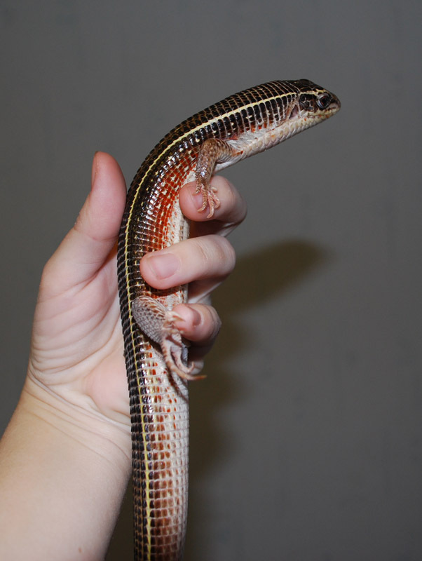 How I accidentally bought a rare lizard - My, Animals, Reptiles, Lizard, The photo, Longpost, , Exotarium