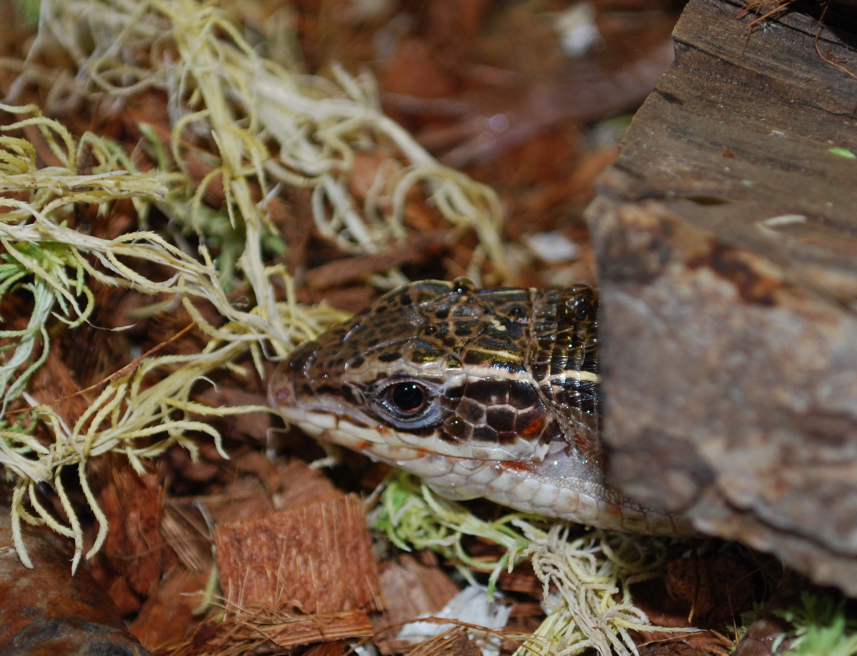 How I accidentally bought a rare lizard - My, Animals, Reptiles, Lizard, The photo, Longpost, , Exotarium