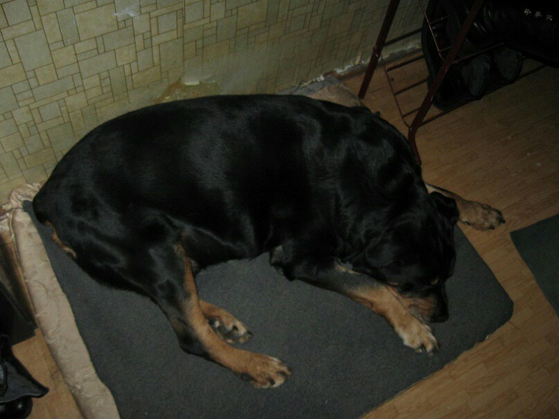 Found old photos - My, Rottweiler, Best friend, Dog, Longpost