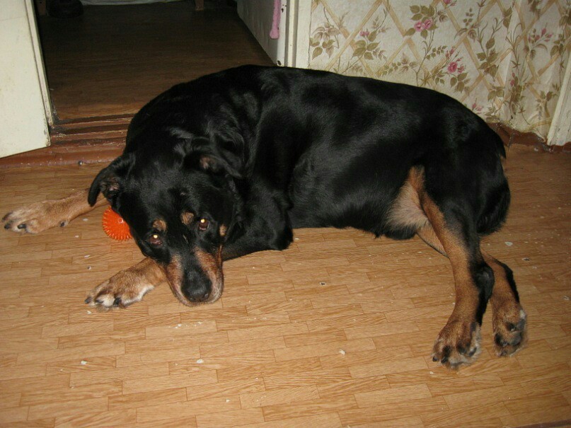 Found old photos - My, Rottweiler, Best friend, Dog, Longpost