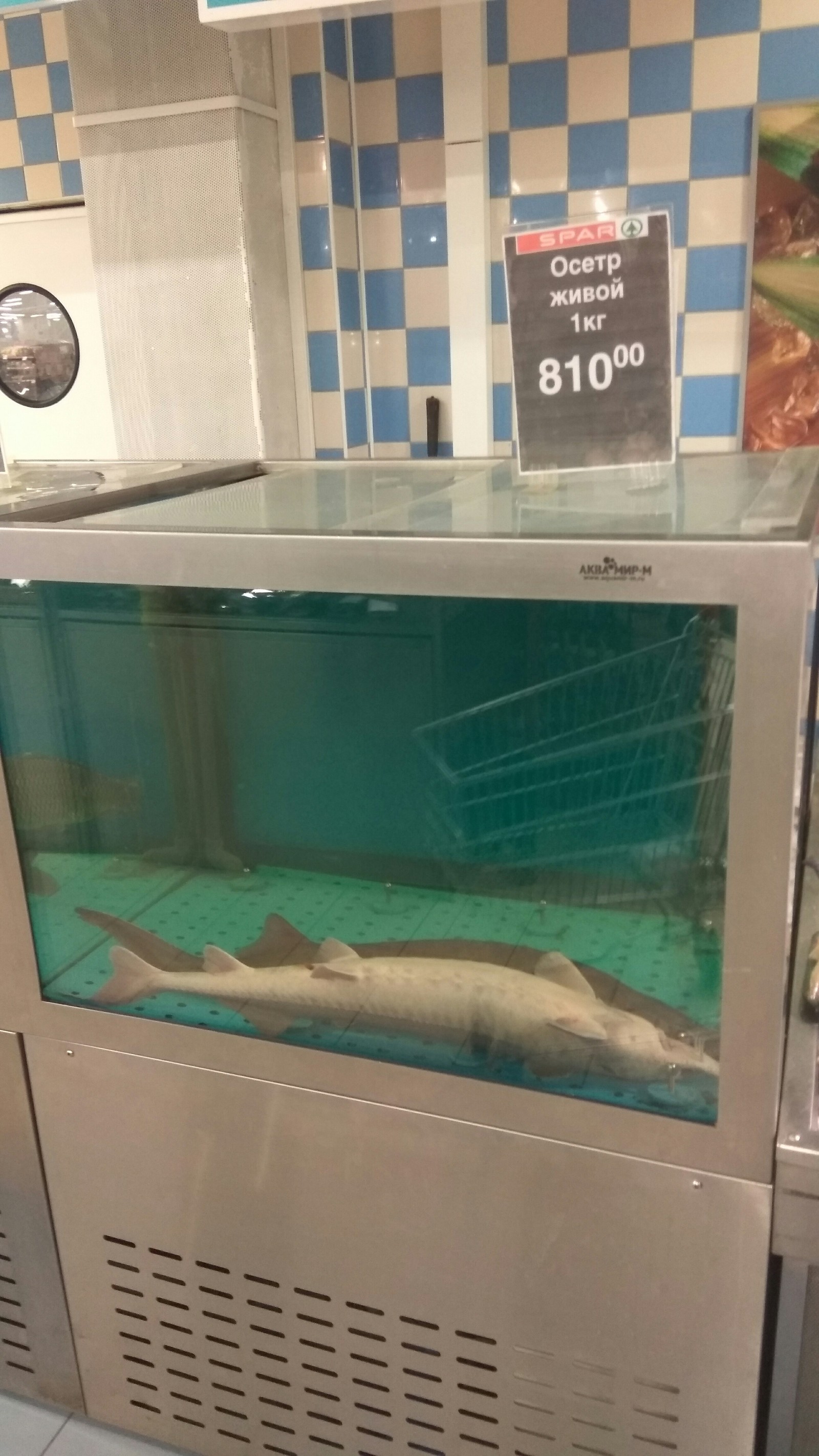 Sale! - My, Sturgeon, Dream, Spar