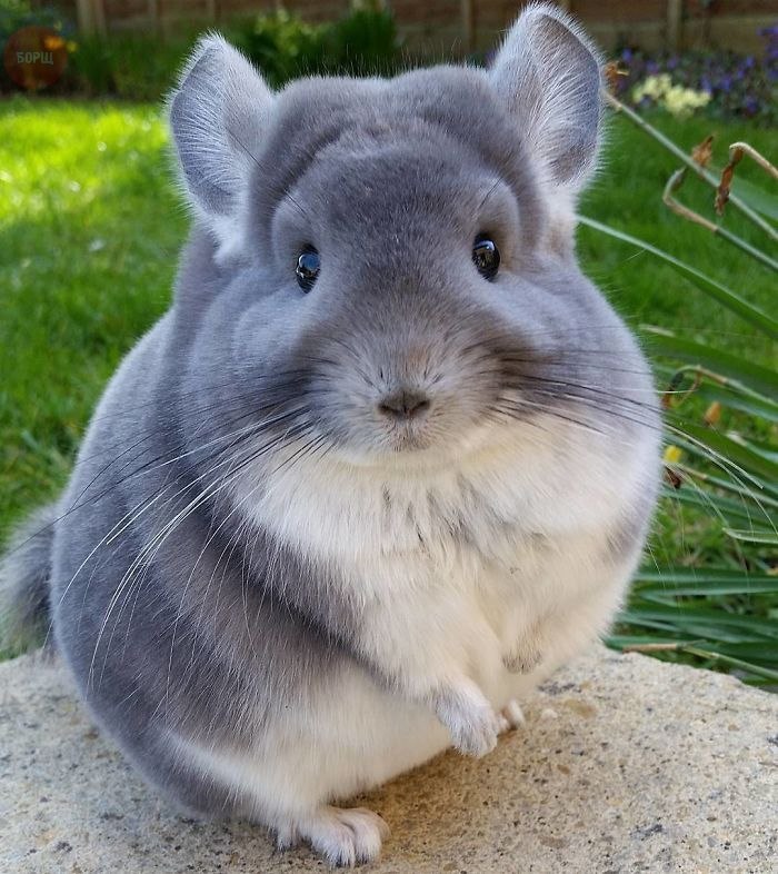 Post filled with cuteness :3 - Milota, Animals, Longpost, Chinchilla