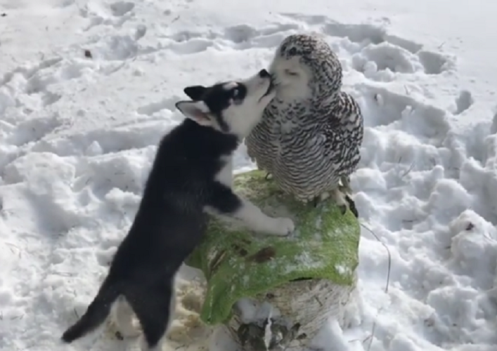 Little husky is crazy about the snowy owl - Husky, Owl, Love, Dog