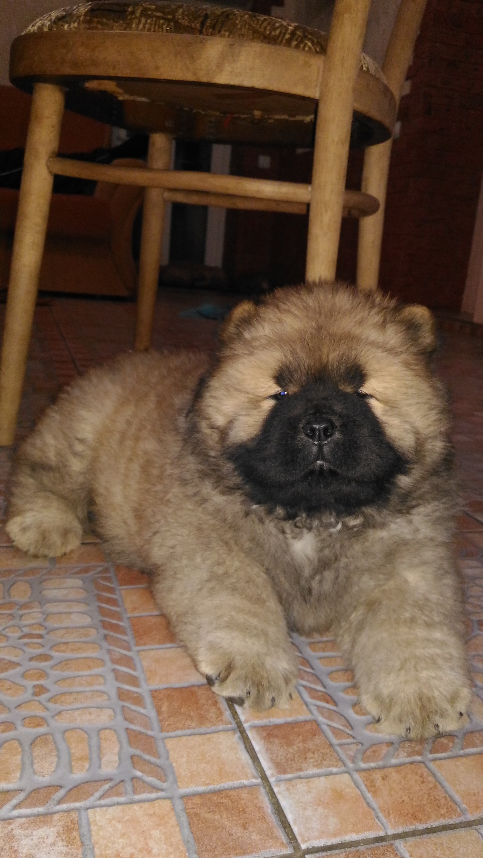 Do you love dogs??? - My, Puppies, Dog, Chow Chow, Longpost