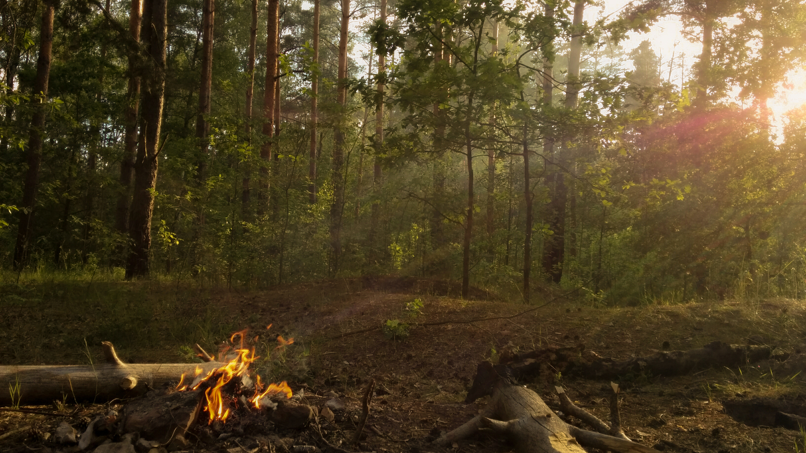 In the forest | Пикабу