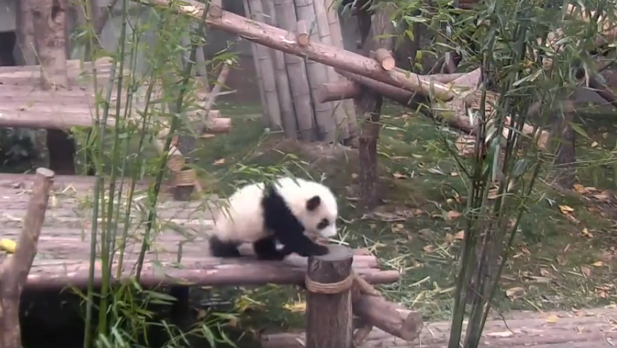 Little panda 'attacked' zookeeper - Panda, Zoo, 