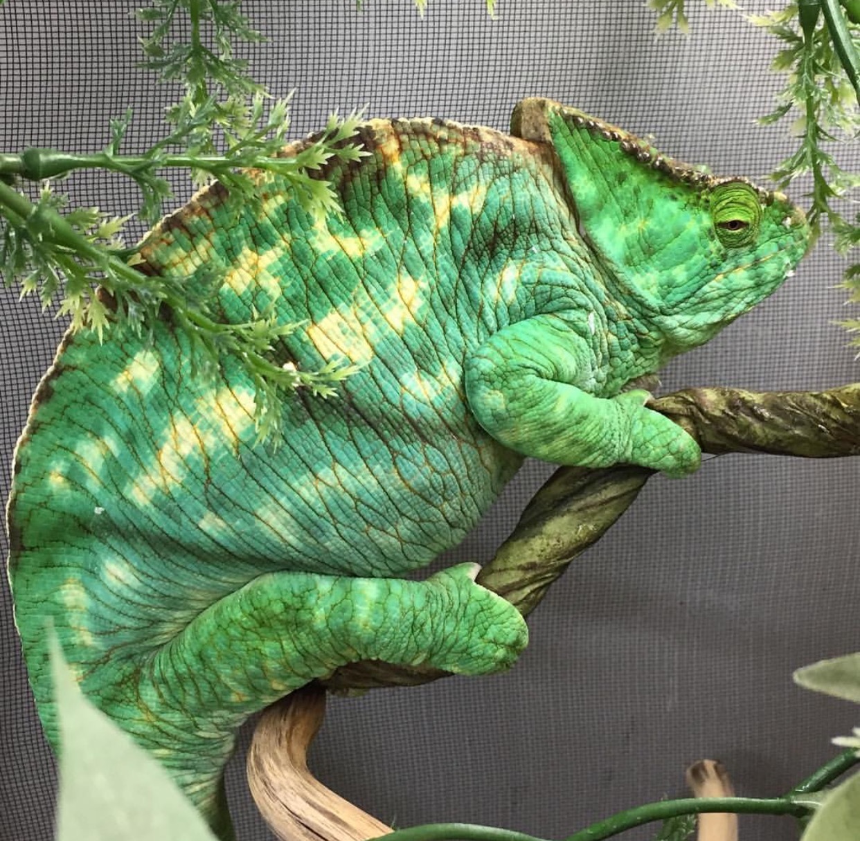 Chameleon Compilation [4] - Chameleon, Reptiles, Pets, beauty, Longpost