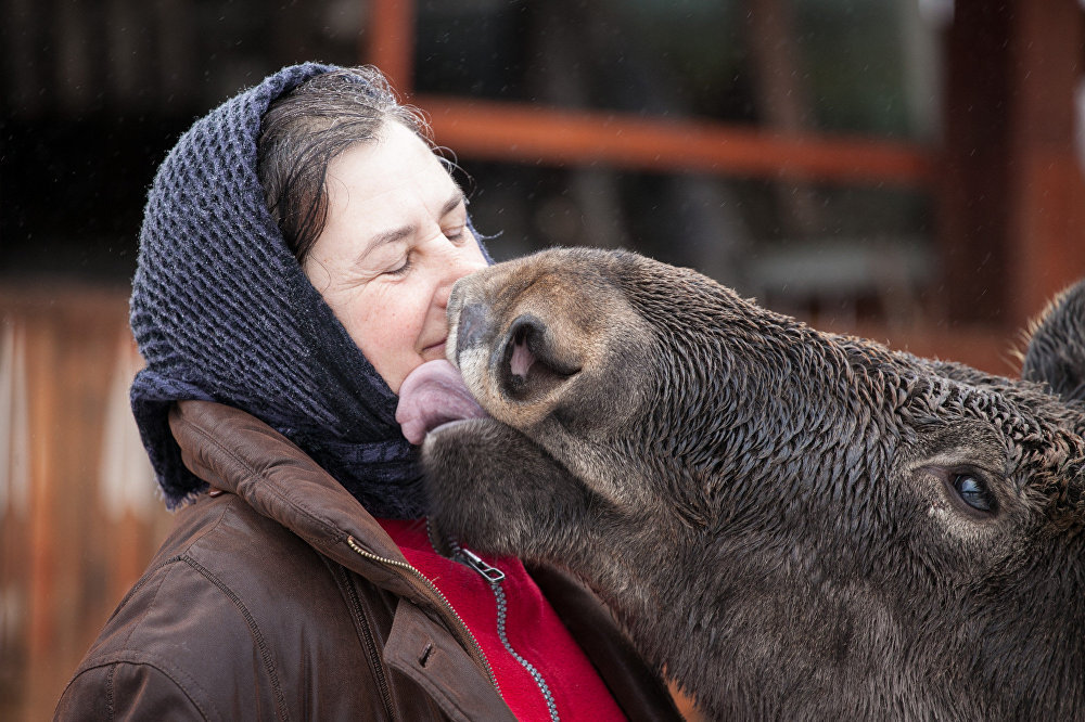 Grishka is almost like a dog, well, only a very big and kind dog - Elk, Republic of Belarus, Kindness, Longpost