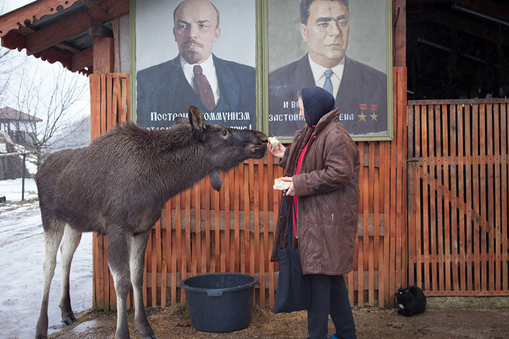 Grishka is almost like a dog, well, only a very big and kind dog - Elk, Republic of Belarus, Kindness, Longpost