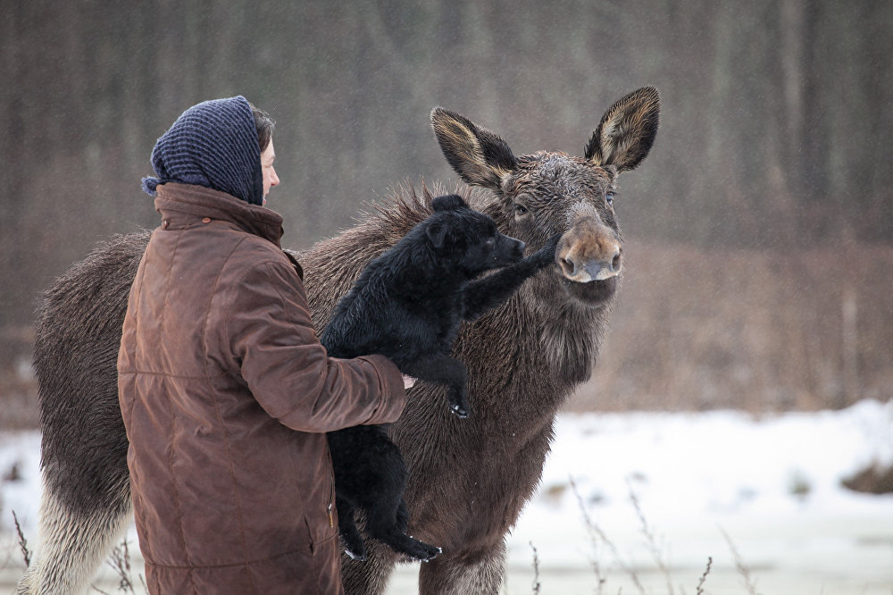 Grishka is almost like a dog, well, only a very big and kind dog - Elk, Republic of Belarus, Kindness, Longpost