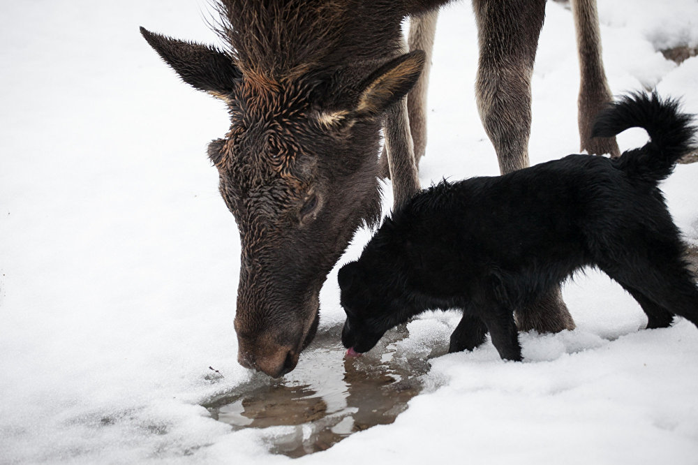 Grishka is almost like a dog, well, only a very big and kind dog - Elk, Republic of Belarus, Kindness, Longpost