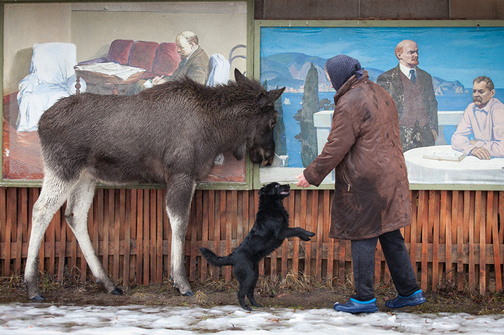 Grishka is almost like a dog, well, only a very big and kind dog - Elk, Republic of Belarus, Kindness, Longpost