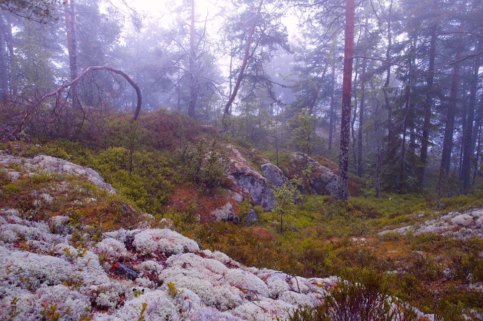Lakhdenpokhya - Ladoga, Forest, Moss, Russia, The photo, Nature, Landscape, Gotta go, Longpost