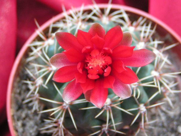 Cacti in the Far (almost) North - My, Cactus, Blooming cacti, Longpost, cat