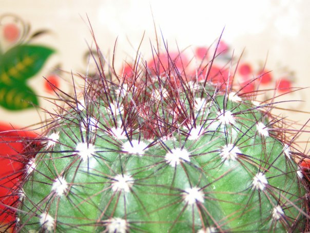 Cacti in the Far (almost) North - My, Cactus, Blooming cacti, Longpost, cat