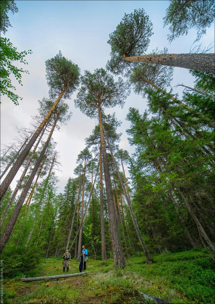 Корабельная чаща - Коми, Лес, Чаща, Фотография, Природа, Лето, Россия, Съездить, Длиннопост