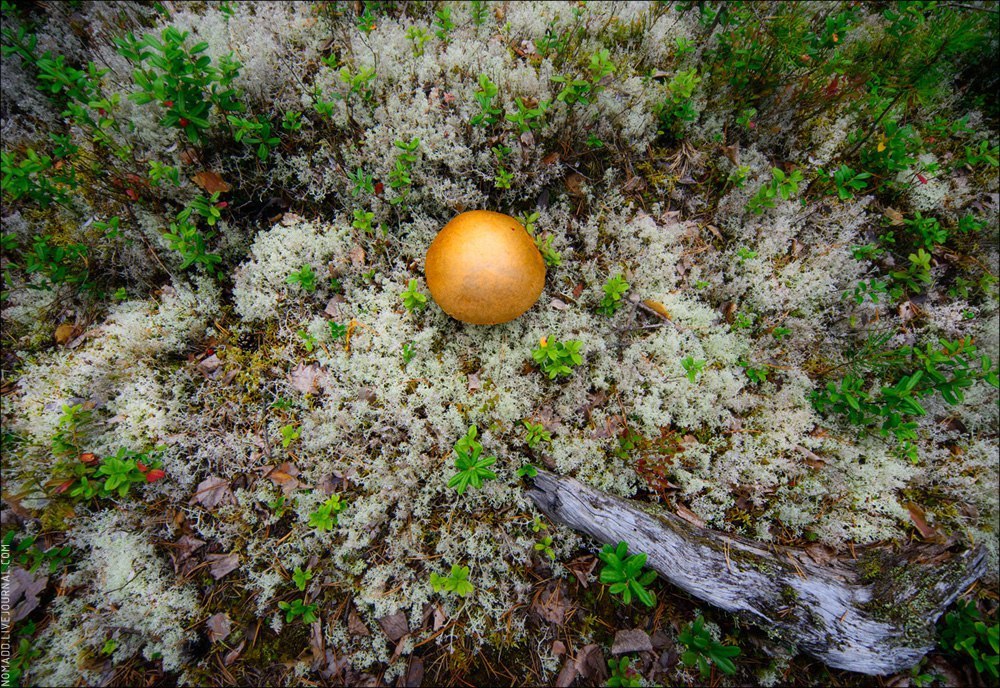 Корабельная чаща - Коми, Лес, Чаща, Фотография, Природа, Лето, Россия, Съездить, Длиннопост