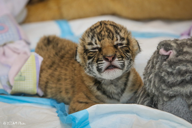 Tiger cuteness, three weeks old, three pieces =) - Tiger, Zoo, Cincinnati, Children, Longpost