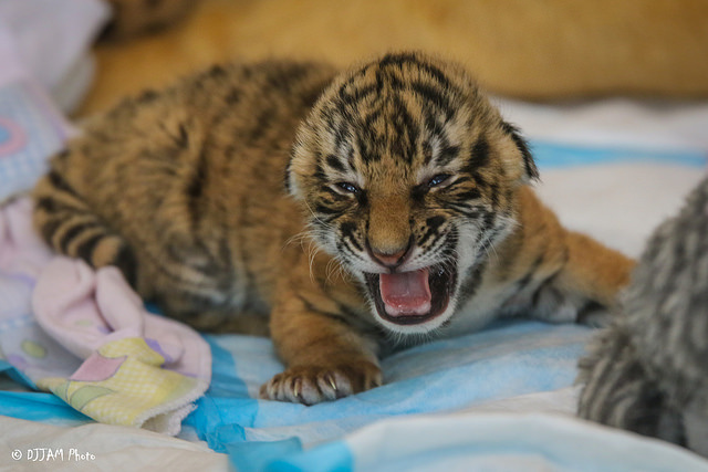 Tiger cuteness, three weeks old, three pieces =) - Tiger, Zoo, Cincinnati, Children, Longpost