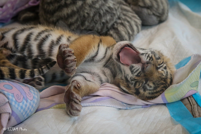 Tiger cuteness, three weeks old, three pieces =) - Tiger, Zoo, Cincinnati, Children, Longpost