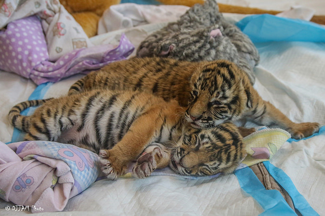 Tiger cuteness, three weeks old, three pieces =) - Tiger, Zoo, Cincinnati, Children, Longpost