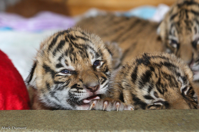 Tiger cuteness, three weeks old, three pieces =) - Tiger, Zoo, Cincinnati, Children, Longpost