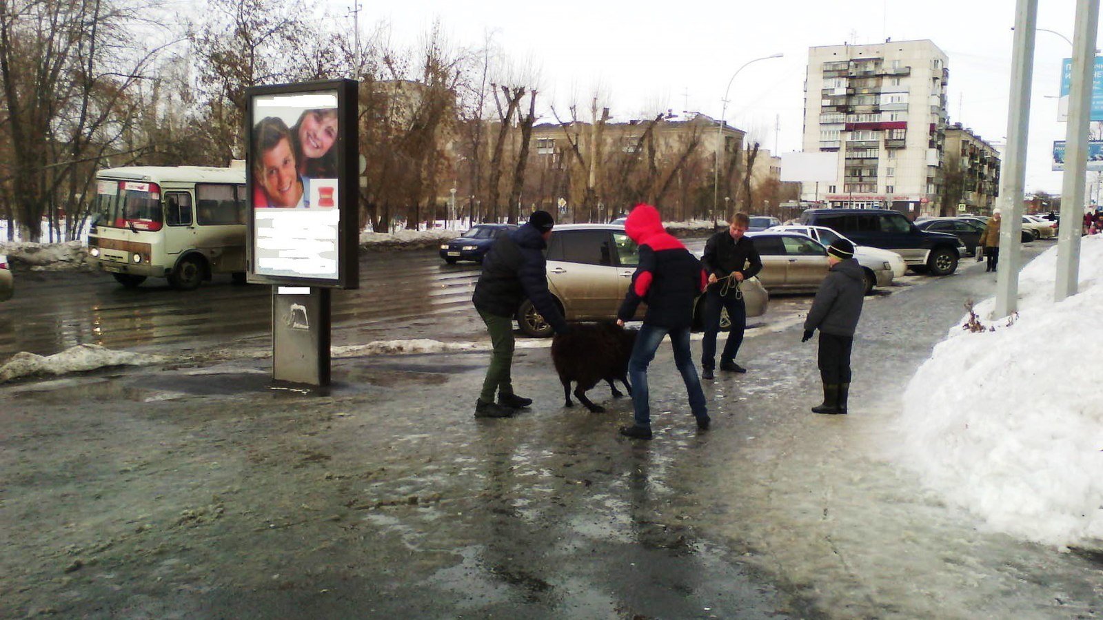 The boys won a ram at Shrovetide, but... - Rams, Maslenitsa, The photo, Mound