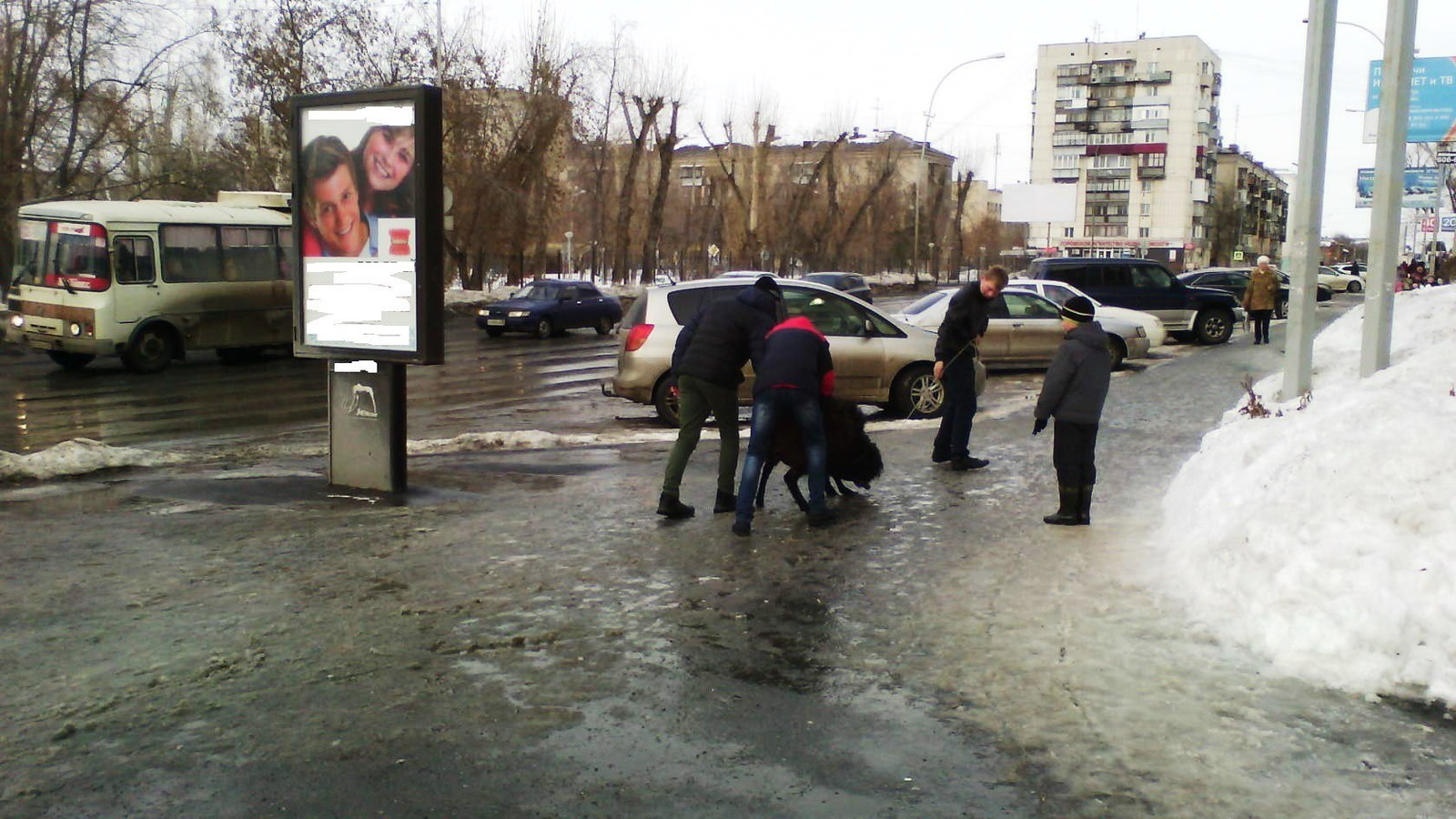 The boys won a ram at Shrovetide, but... - Rams, Maslenitsa, The photo, Mound