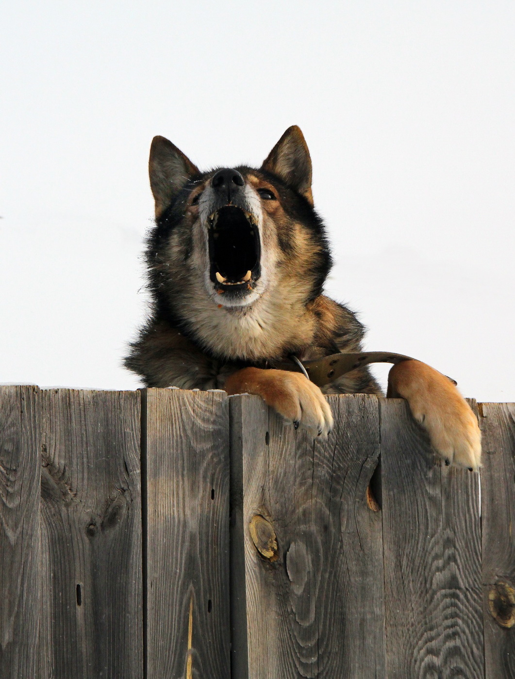 Who are you? - The photo, Dog, Who are you, I didn't call you