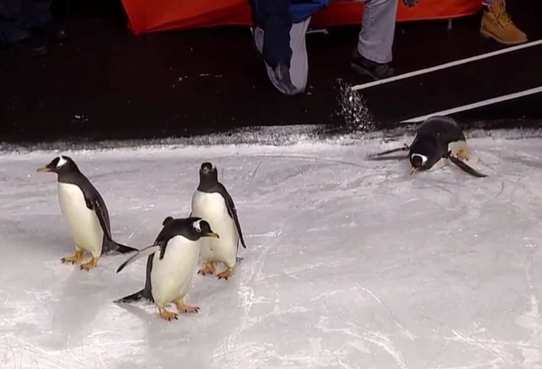 Live penguins take to the ice at NHL game - Nhl, Hockey, Penguins, , Humor, Joke, Sport