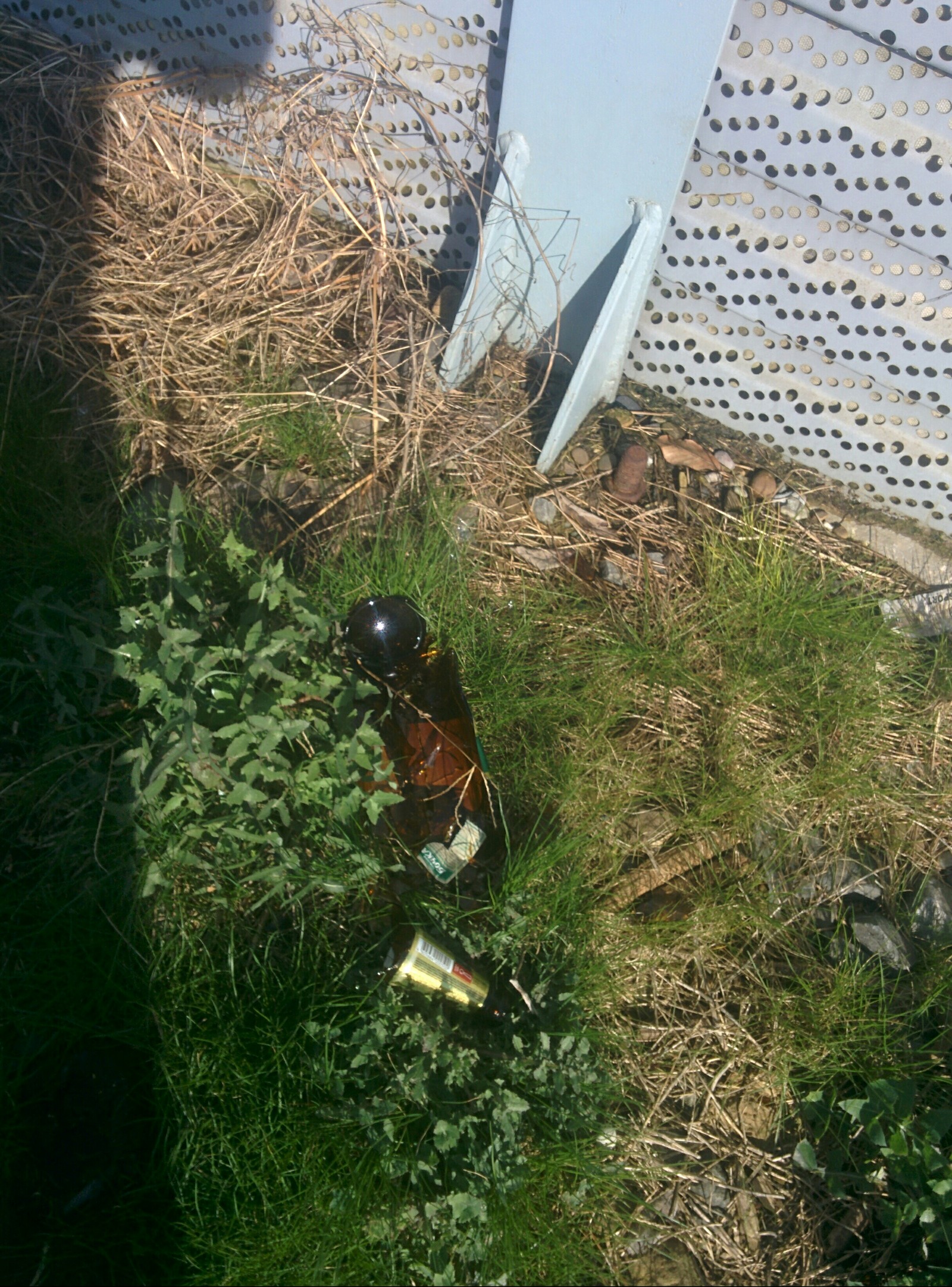 Russian Railways beat bottles along the Adler railway. - My, Russian Railways, Empty bottles, Glass, Dog, Garbage, Longpost