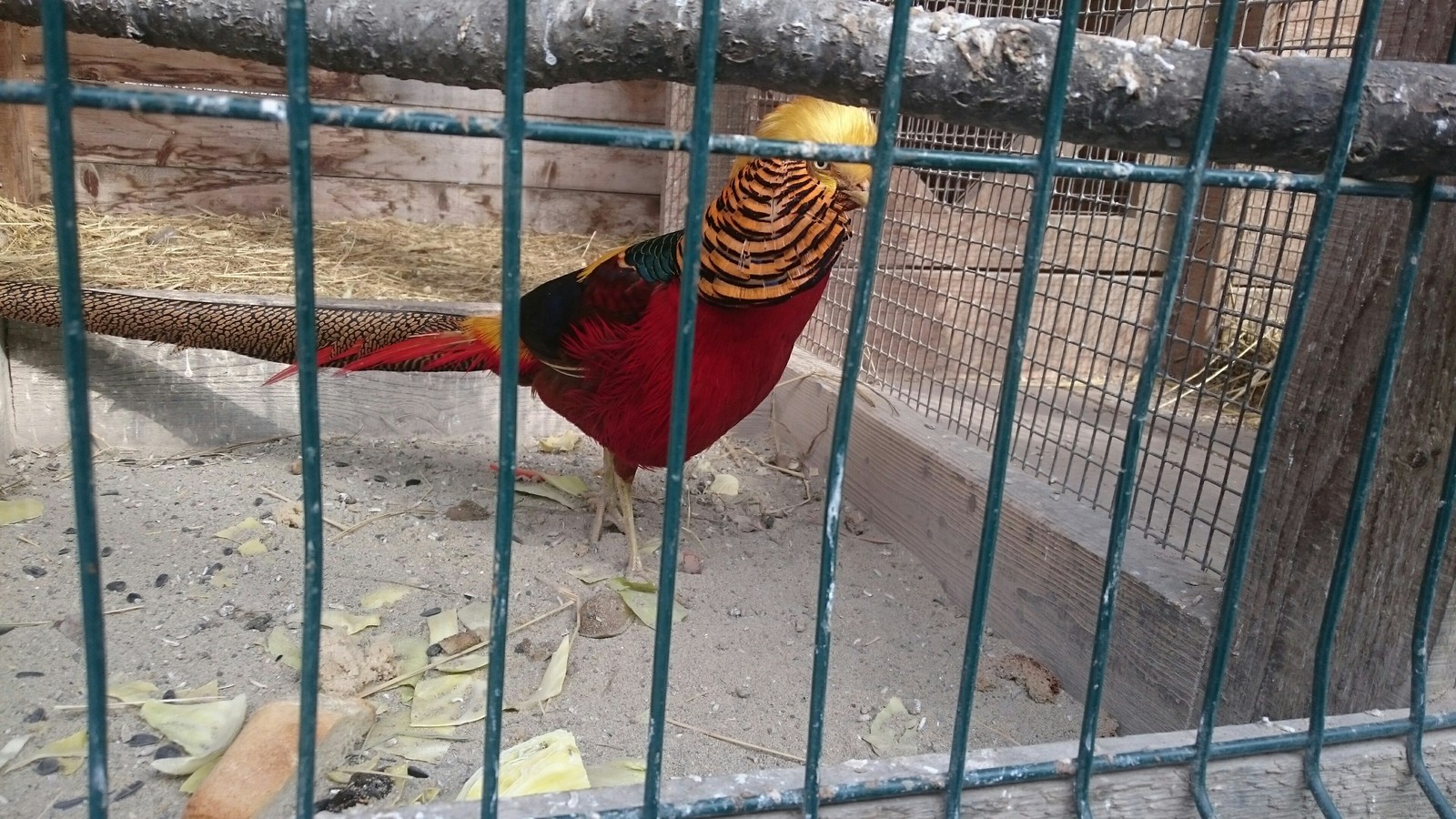 golden pheasant. - My, Zoo, Pheasant, Longpost