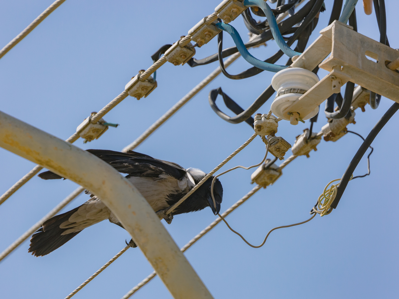 Have you called an electrician? - My, The photo, Birds