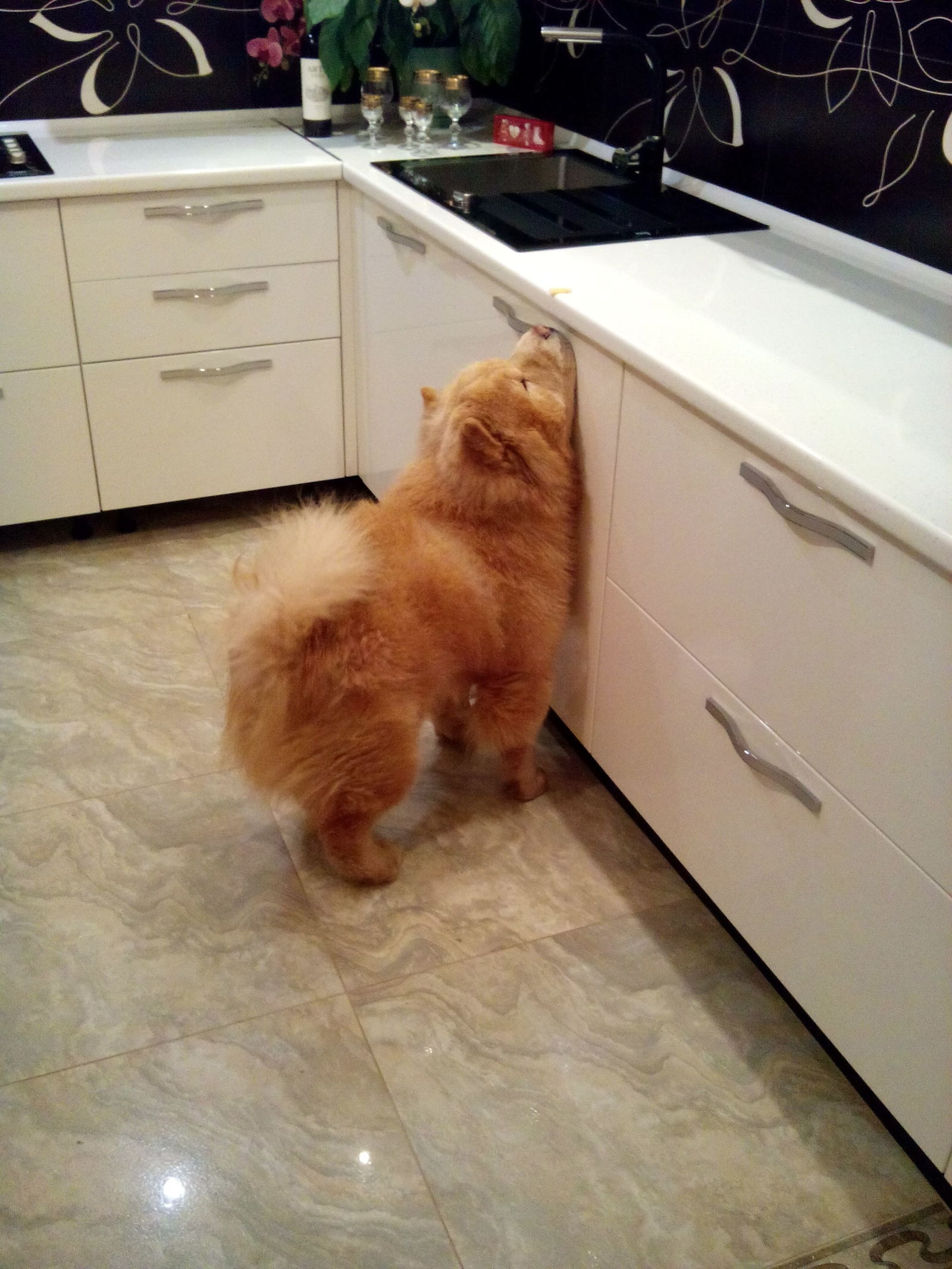 When you really want cheese - My, Chow Chow, Yummy, The photo, Longpost