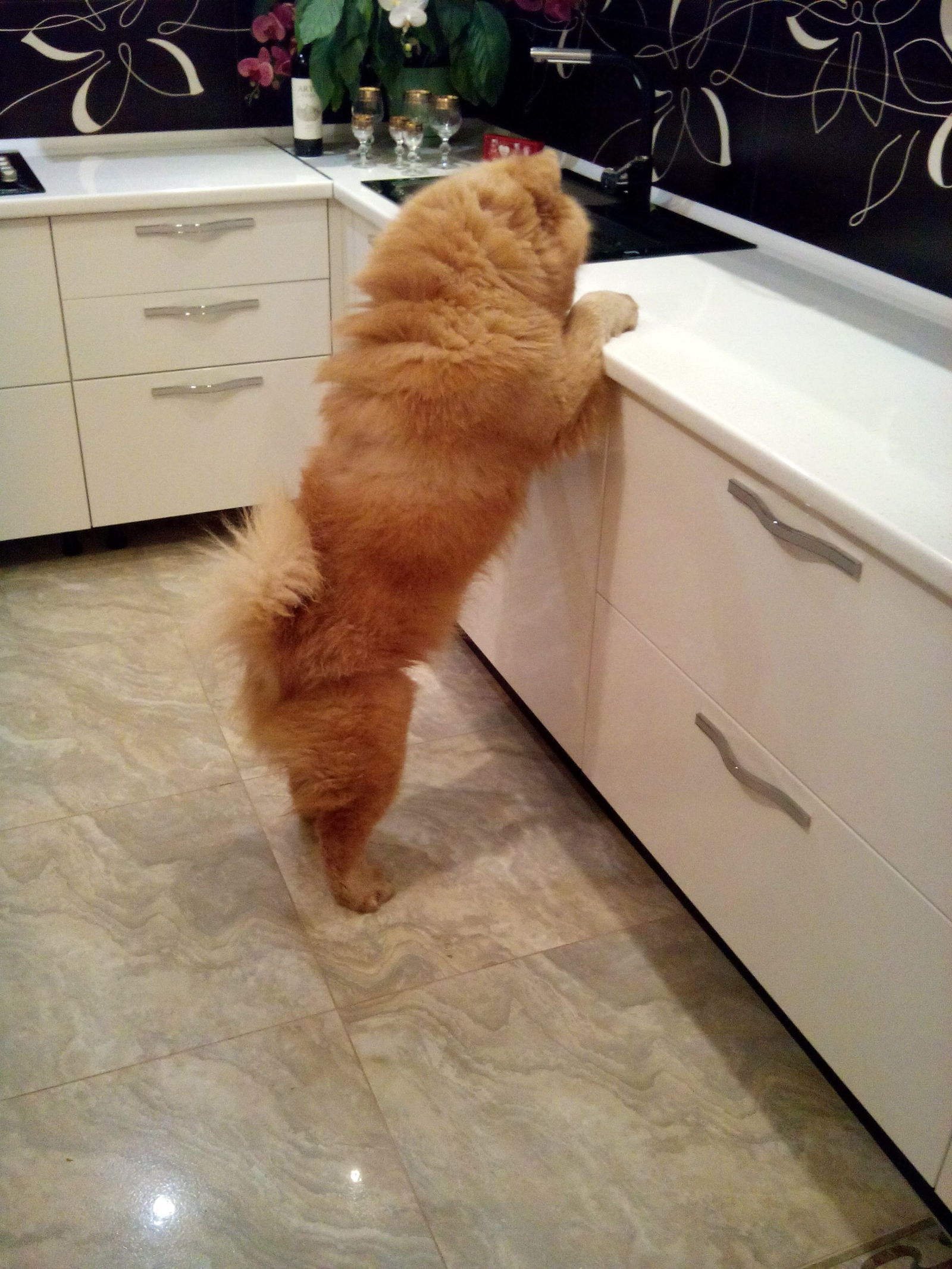 When you really want cheese - My, Chow Chow, Yummy, The photo, Longpost