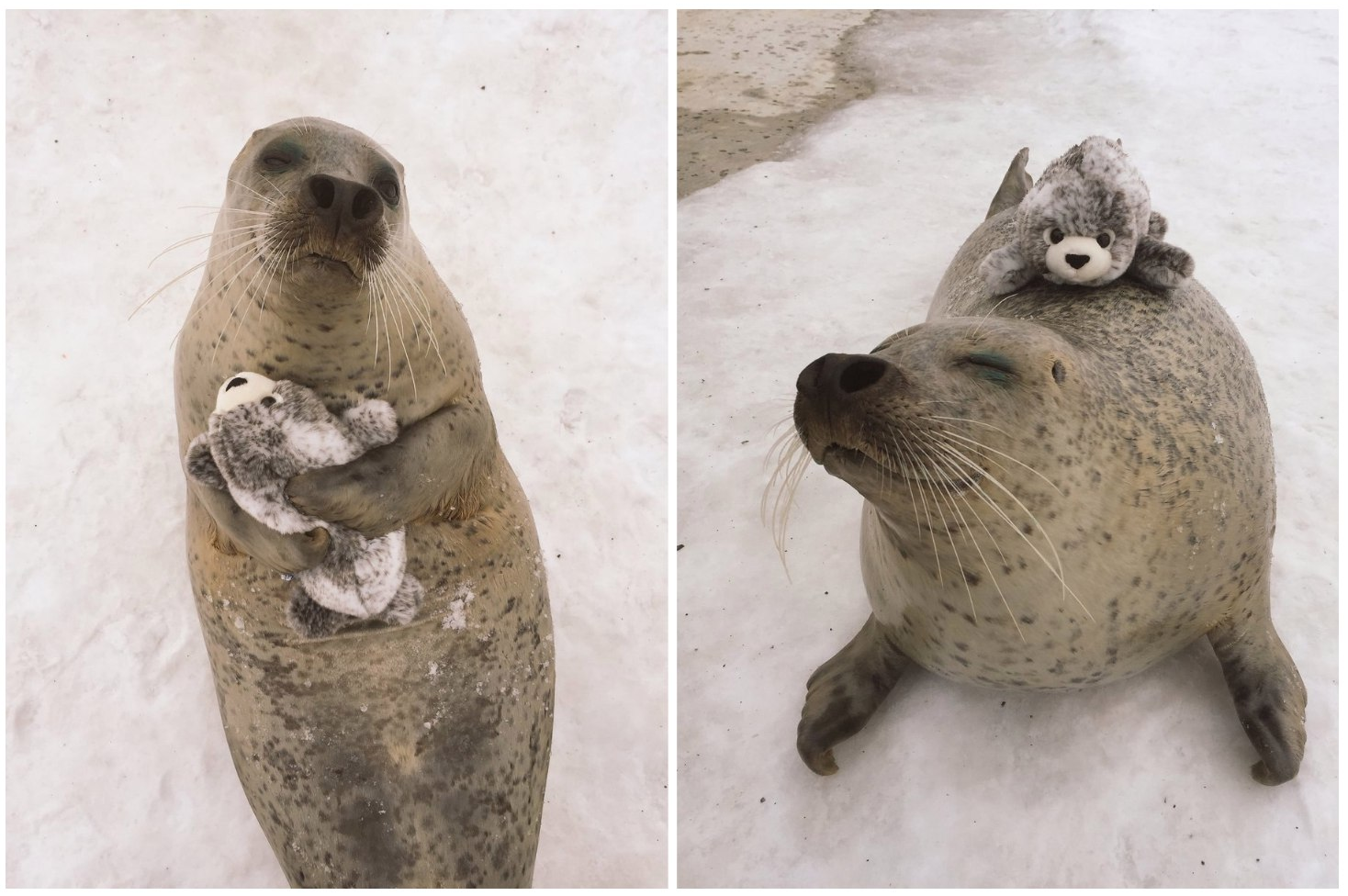 The seal had a photo session - Seal, Milota, Animals, Soft toy