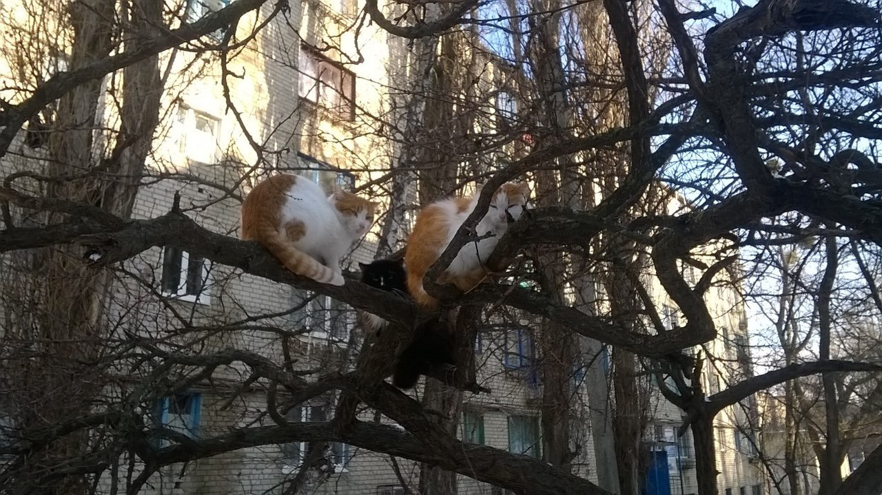 cat-birds - My, cat, Disguise, Ninja, Winter, Tree, Apricot, , 