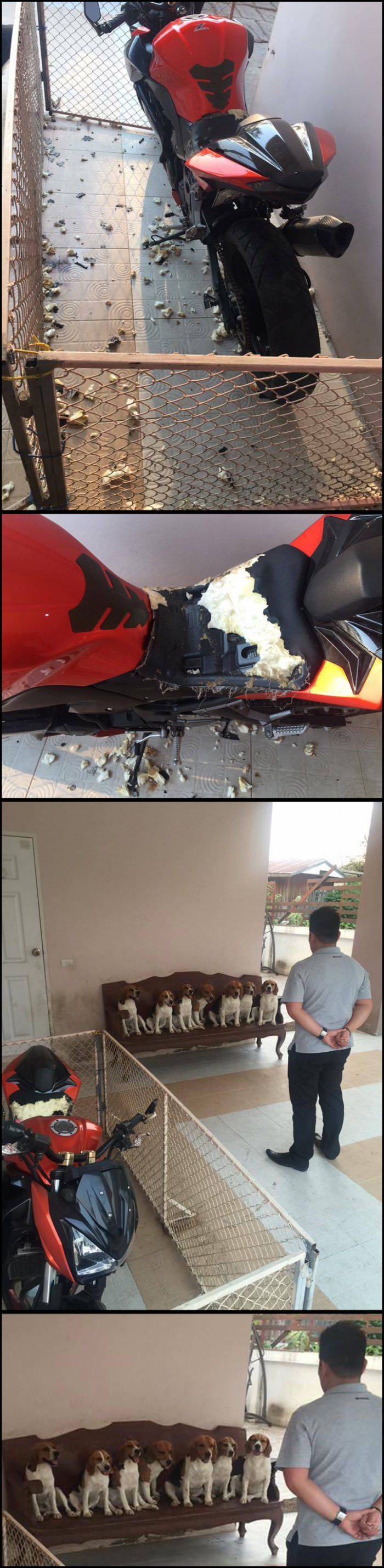 Bad dog! (expand) - , Motorcycles, Dog, Damage, 9GAG, Longpost, Moto