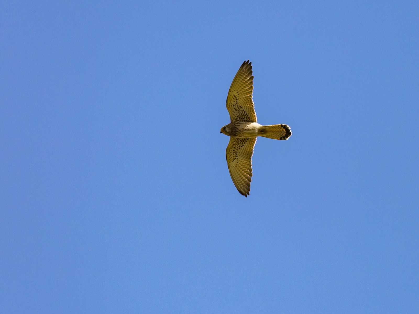 Photo hunting around the house. Yesterday. - My, The photo, Birds, Longpost