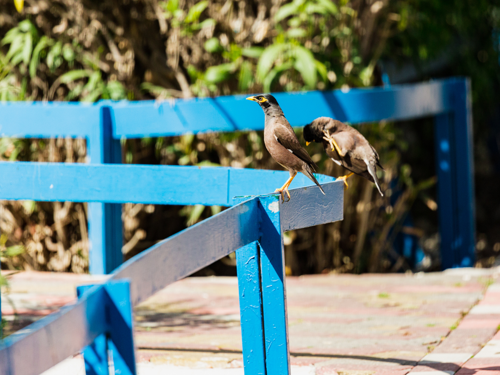 Photo hunting around the house. Yesterday. - My, The photo, Birds, Longpost