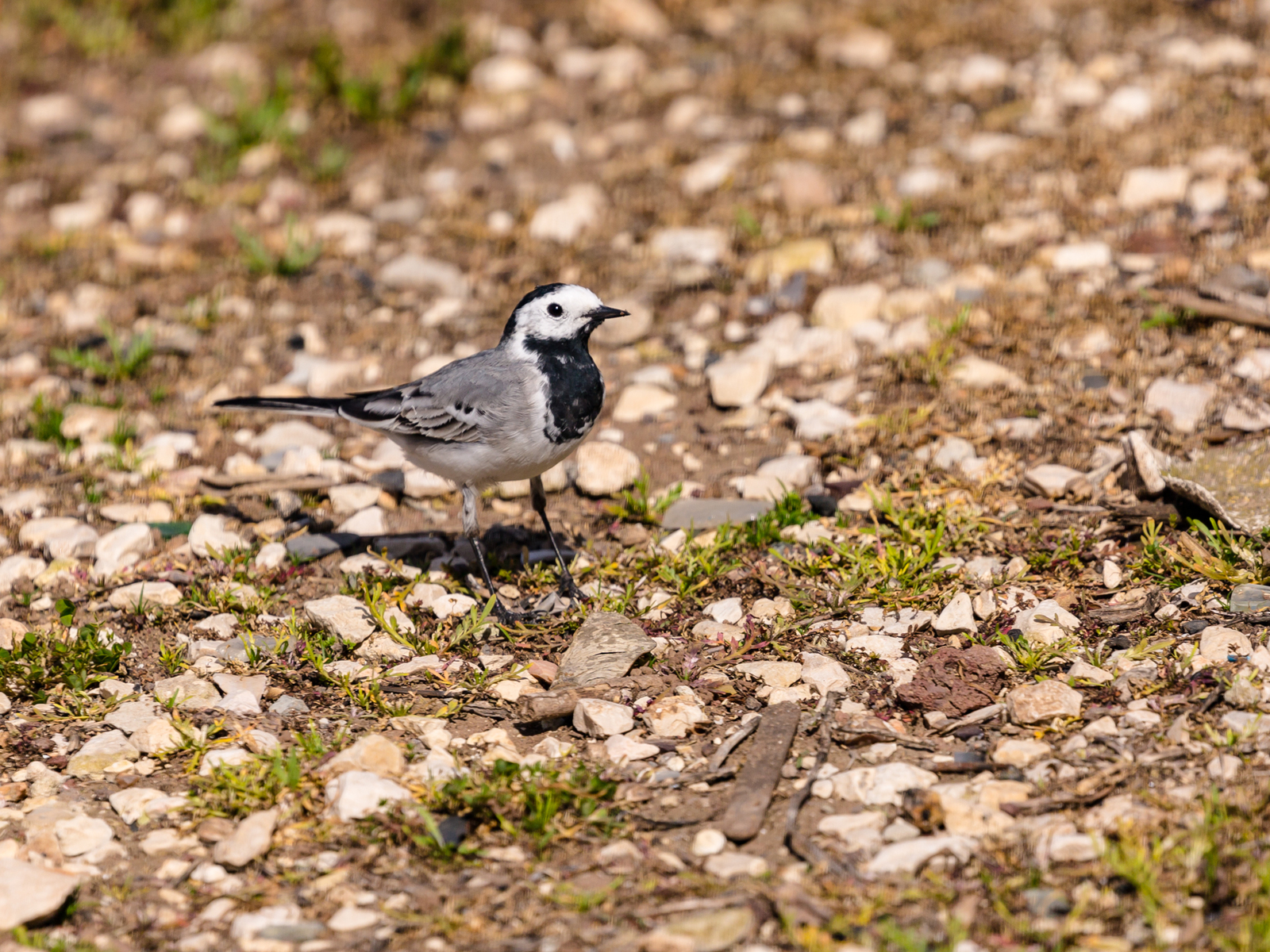 Photo hunting around the house. Yesterday. - My, The photo, Birds, Longpost