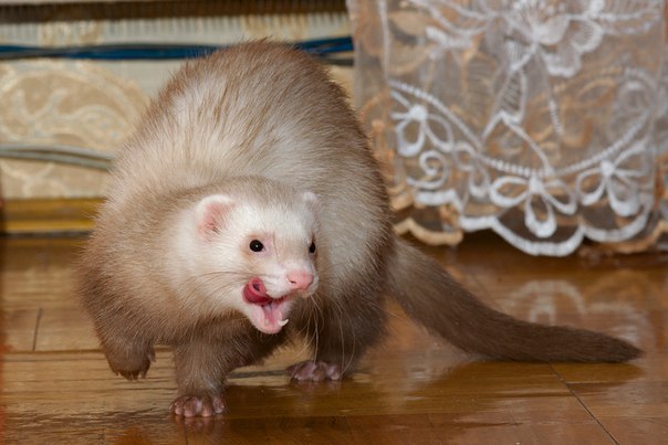 New pet. - Ferret, The hosts, Need advice, Animals, Longpost