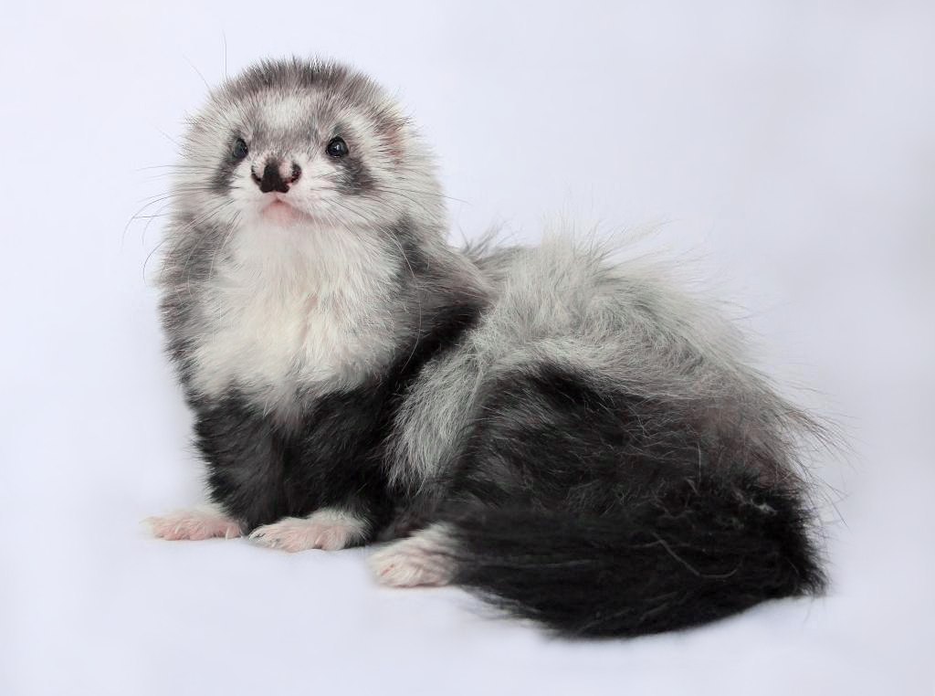 New pet. - Ferret, The hosts, Need advice, Animals, Longpost